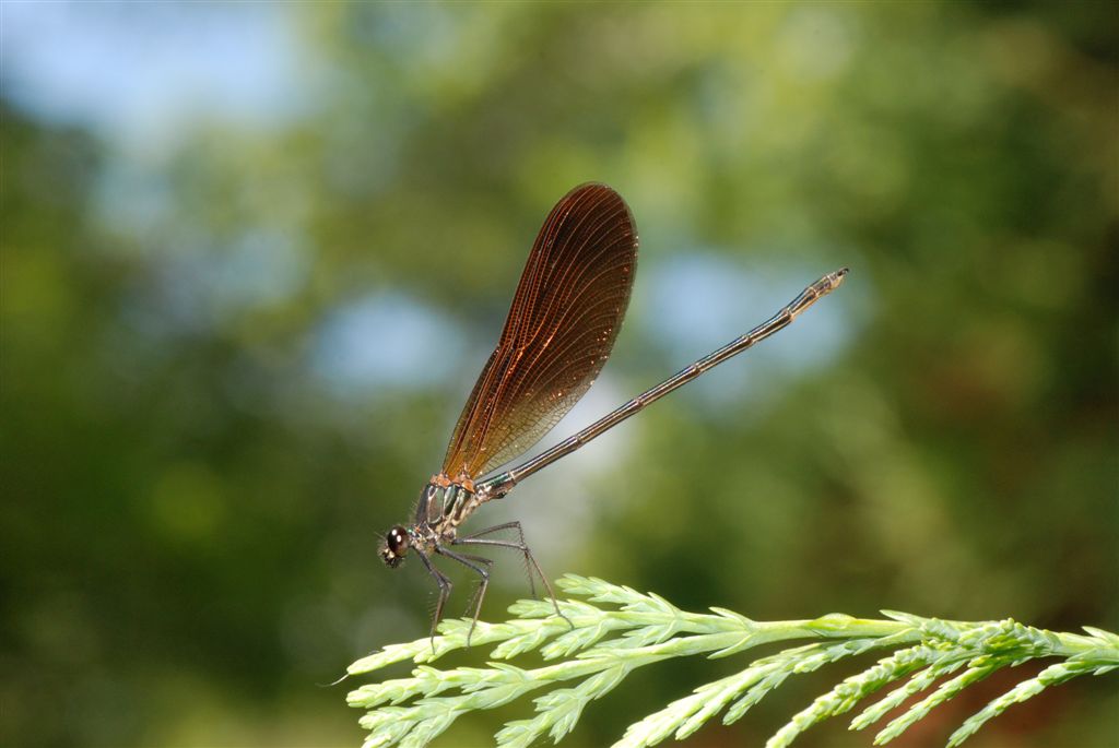 Virgo ssp meridionalis?